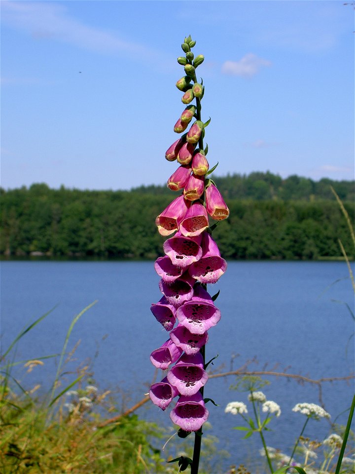 Digitalis-stora hultrum.sweden-24