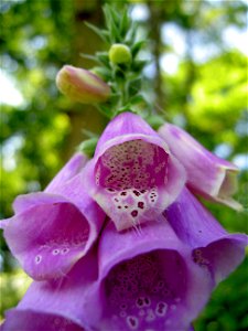 Digitalis-stora hultrum.sweden-26