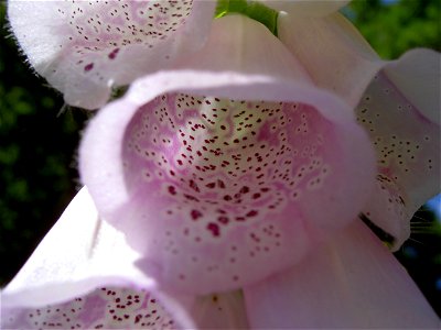 Digitalis-stora hultrum.sweden-27