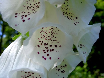 Digitalis-stora hultrum.sweden-28