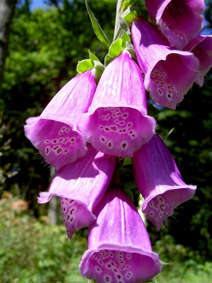 Digitalis-stora hultrum.sweden-31