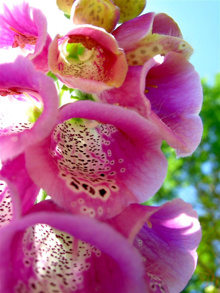 Digitalis-stora hultrum.sweden-32