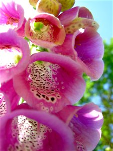 Digitalis-stora hultrum.sweden-32