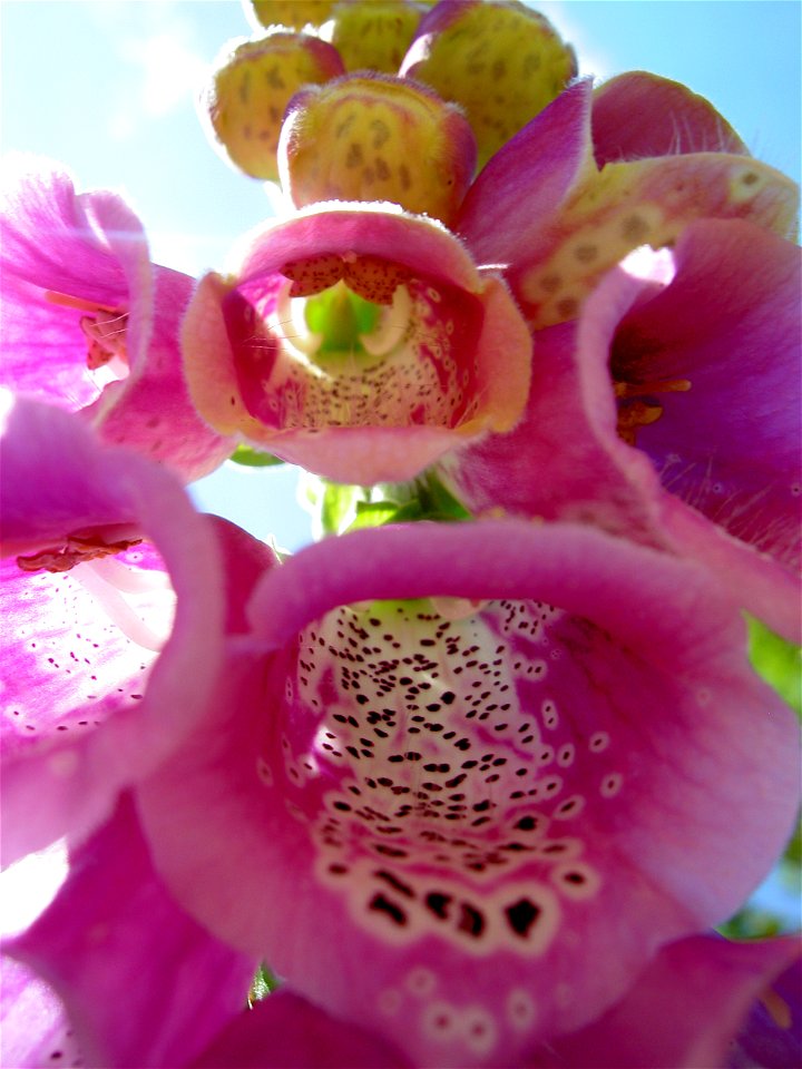 Digitalis-stora hultrum.sweden-34