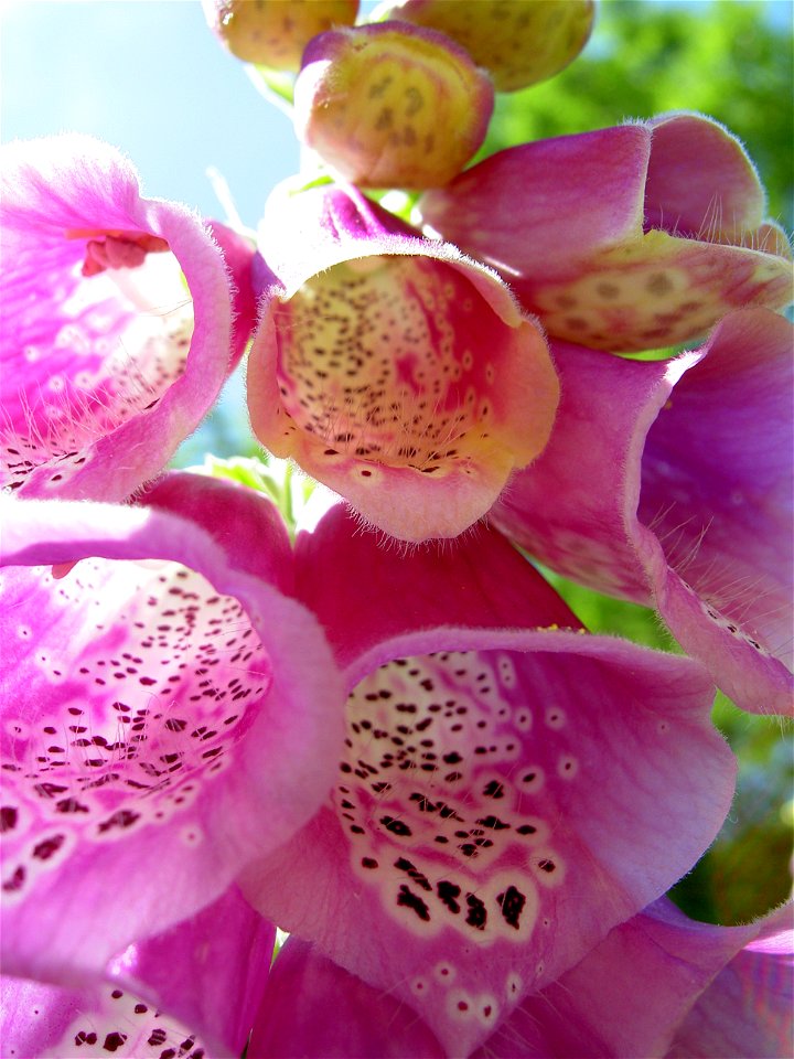 Digitalis-stora hultrum.sweden-33