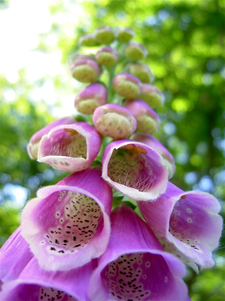 Digitalis-stora hultrum.sweden-37