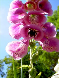Digitalis-stora hultrum.sweden-39