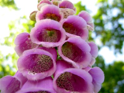 Digitalis-stora hultrum.sweden-38