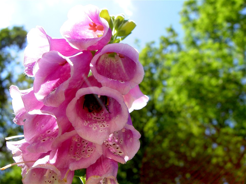 Digitalis-stora hultrum.sweden-40