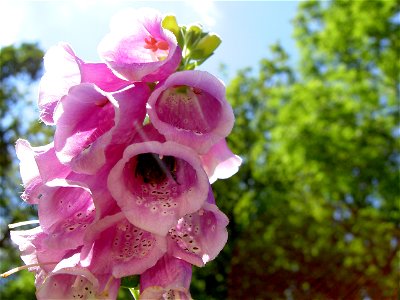 Digitalis-stora hultrum.sweden-40 photo