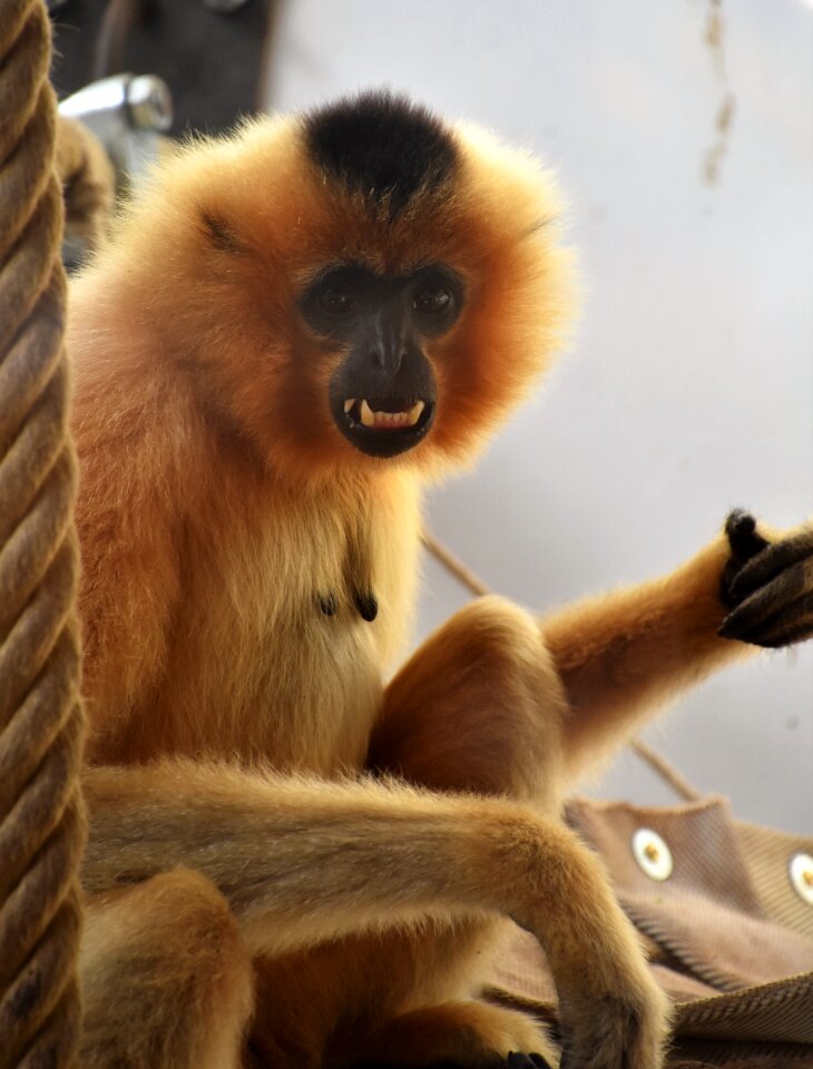 Zoo mammals primate