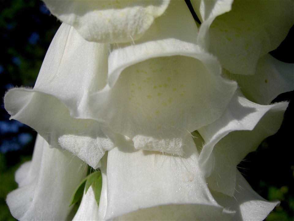 Digitalis-stora hultrum.sweden-41