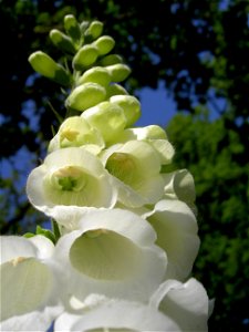 Digitalis-stora hultrum.sweden-42