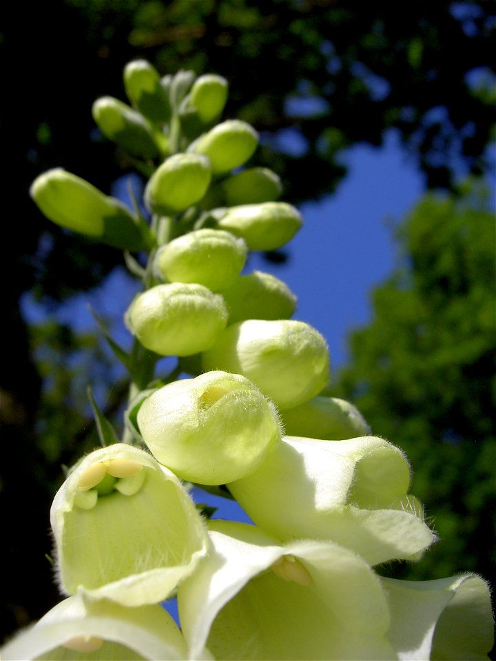 Digitalis-stora hultrum.sweden-43