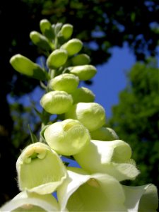 Digitalis-stora hultrum.sweden-43