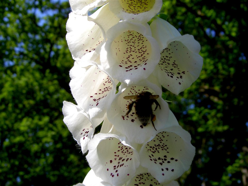 Digitalis-stora hultrum.sweden-45