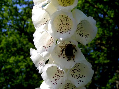 Digitalis-stora hultrum.sweden-45