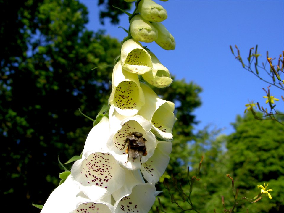 Digitalis-stora hultrum.sweden-46