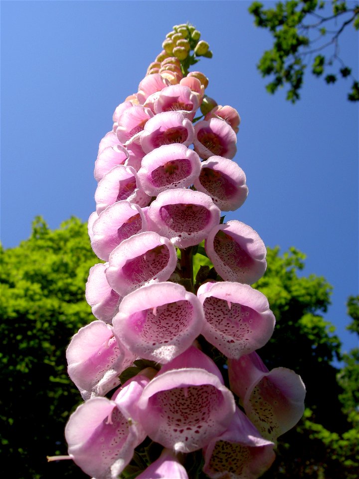 Digitalis-stora hultrum.sweden-48