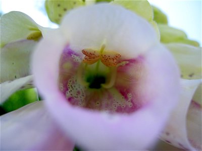 Digitalis-stora hultrum.sweden-49 photo