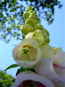Digitalis-stora hultrum.sweden-50