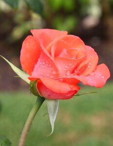 Garden pink petals pink flower