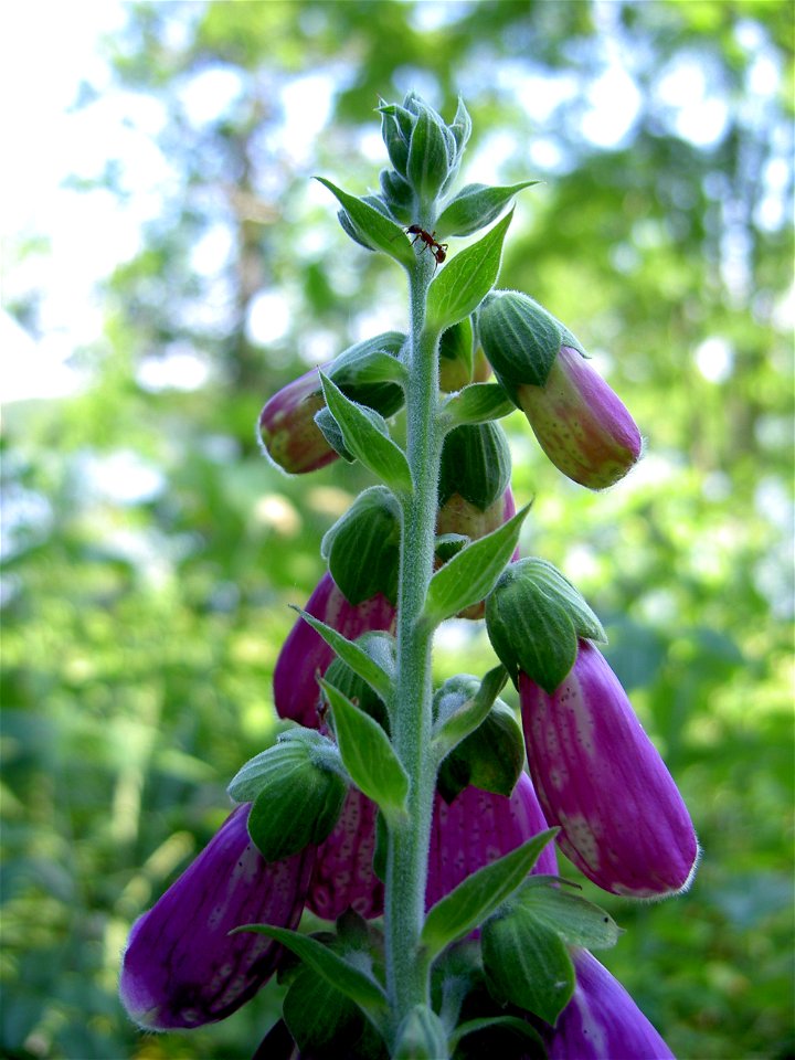 Digitalis-stora hultrum.sweden-52