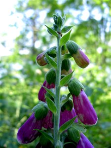Digitalis-stora hultrum.sweden-52