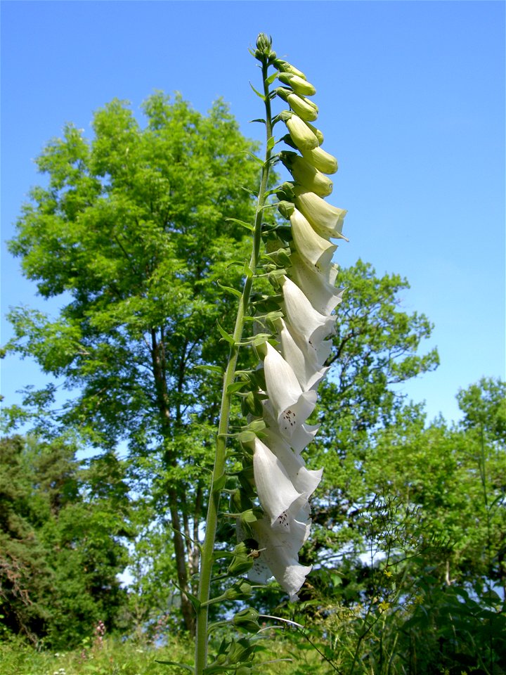 Digitalis-stora hultrum.sweden-54
