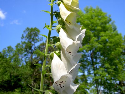Digitalis-stora hultrum.sweden-55