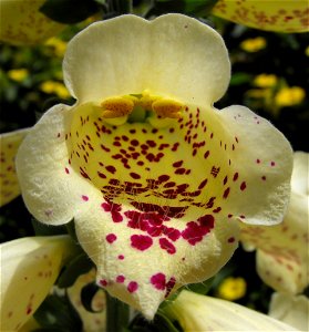 Digitalis in the Zoro Garden at Balboa Park, San Diego, California, USA.