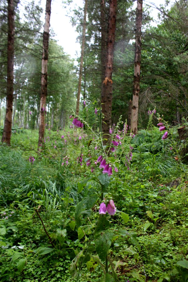 Purple Foxglove, Digitalis purpurea, Poland, Gać (gmina Główczyce) near forest road, Słowiński Park Narodowy.