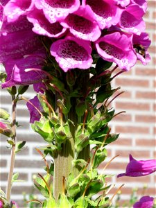 Fasciation in Digitalis, northern Netherlands photo