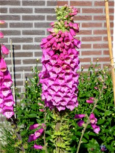 Fasciation in Digitalis, northern Netherlands photo