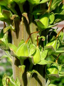 Fasciation in Digitalis, northern Netherlands photo