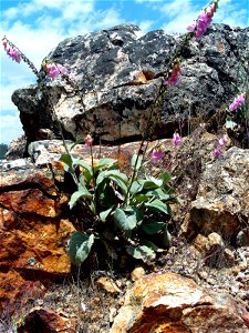 Digitalis mariana Habitus in Sierra Madrona, Spain photo