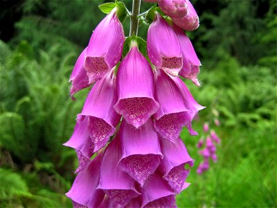 Digitalis purpurea photo