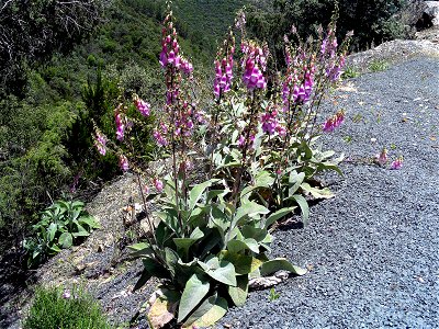 Digitalis mariana Habitus in Sierra Madrona, Spain photo