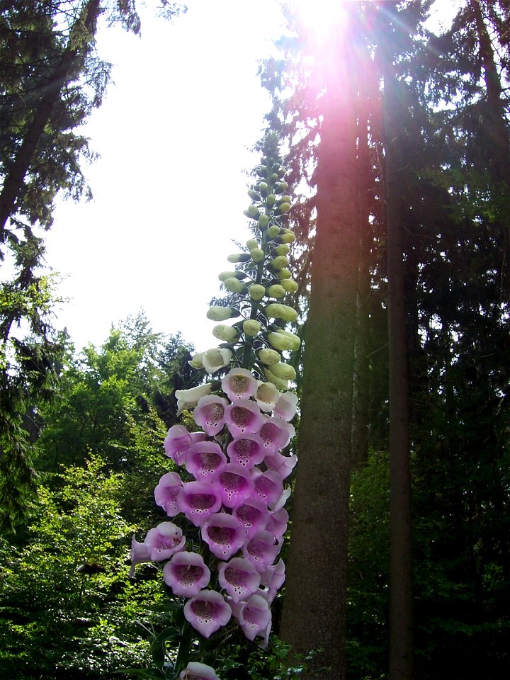 The common foxglove (Digitalis purpurea).
