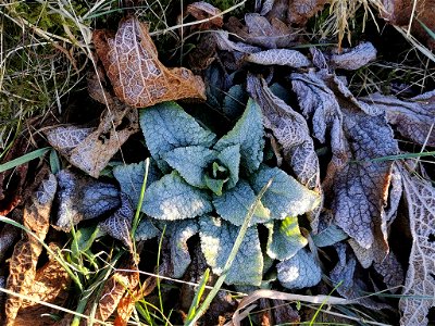 purple foxglove (Digitalis purpurea)