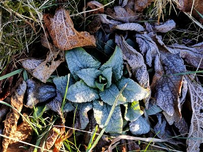 purple foxglove (Digitalis purpurea) photo