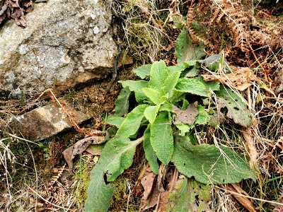 purple foxglove (Digitalis purpurea)