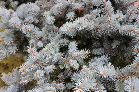 Forest green plant