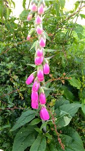 purple foxglove (Digitalis purpurea)