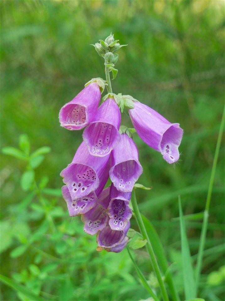 purple foxglove (Digitalis purpurea)