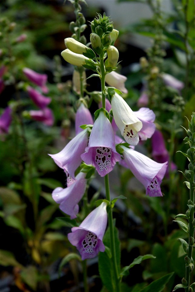 Digitalis purpurea Excelsior Hybrid