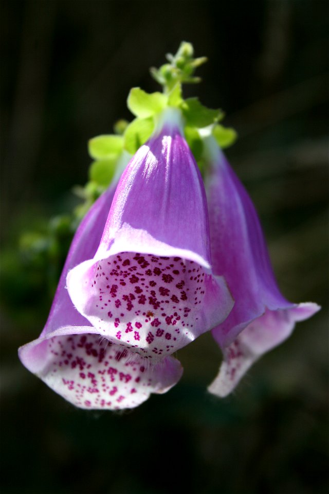 Digitale pourpre, Digitalis purpurea L.