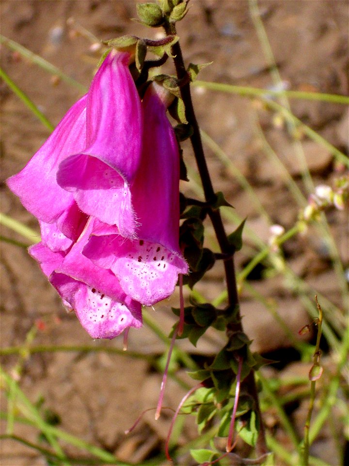 Digitalis purpurea subsp. Purpurea var. nevadensis flowers close up, Sierra Nevada, Spain