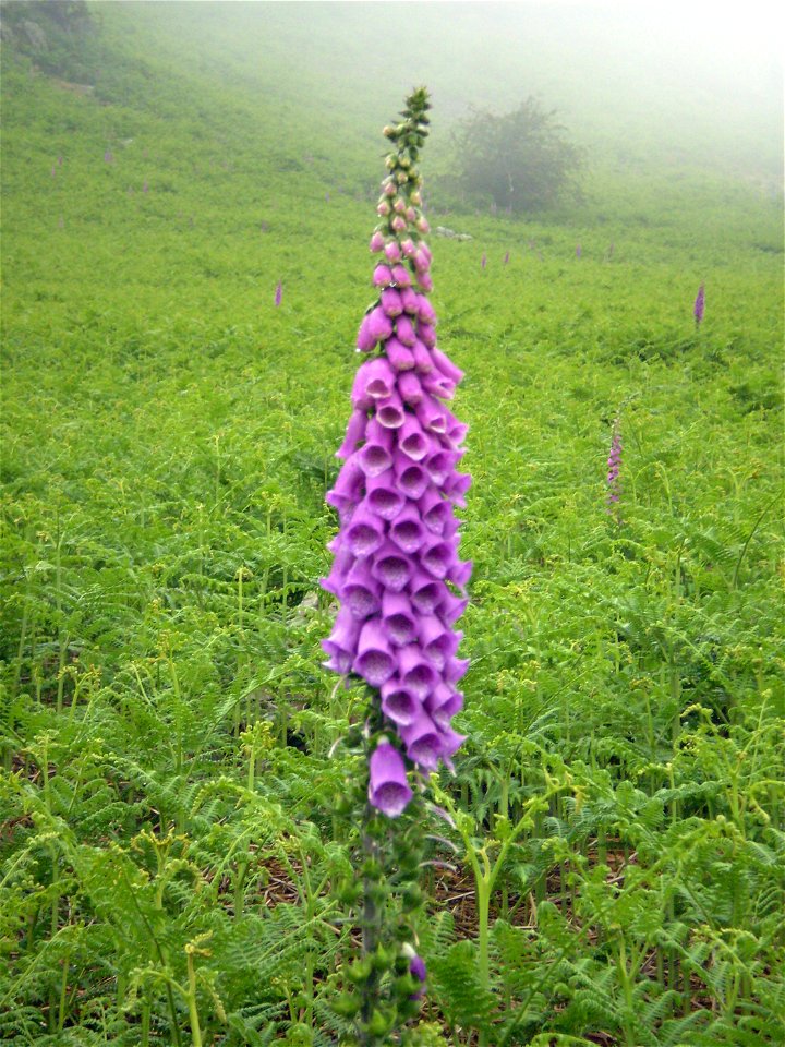 Digitalis purpurea (Purple Foxglove) in Cumbria, England
