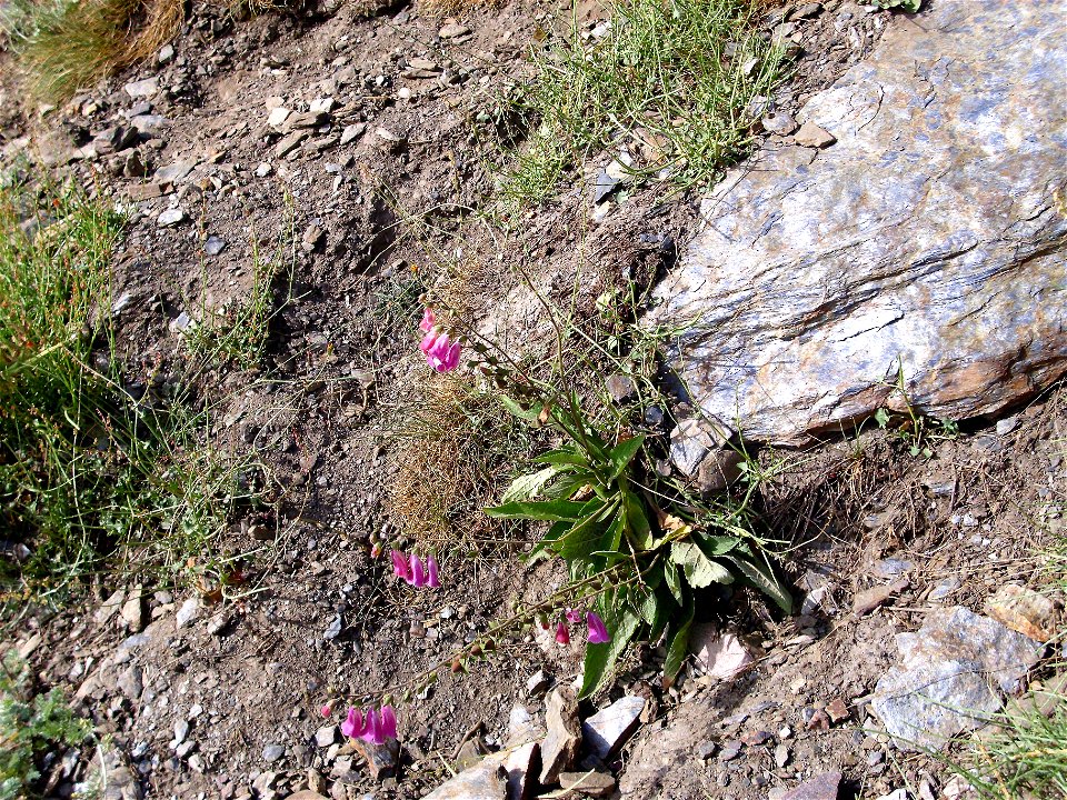 Digitalis purpurea subsp. Purpurea var. nevadensis habit, Sierra Nevada, Spain